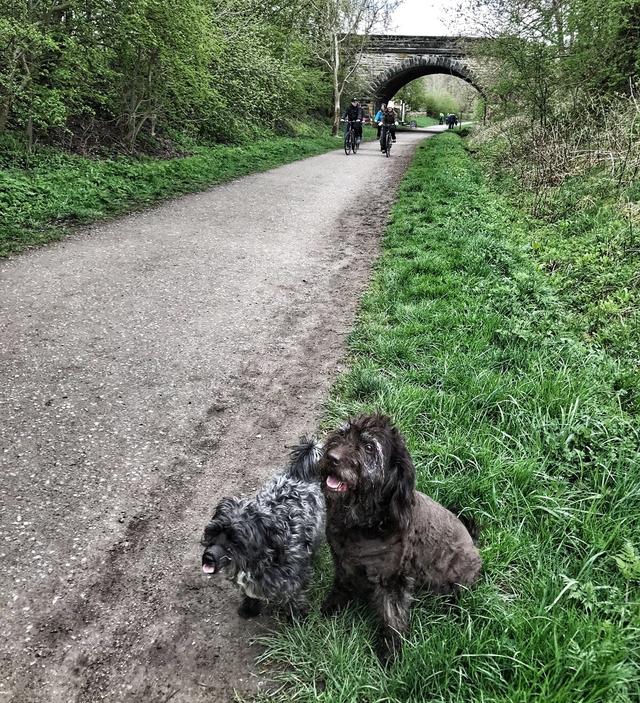 Dog Walking on the Monsal Trail Near Hassop Station