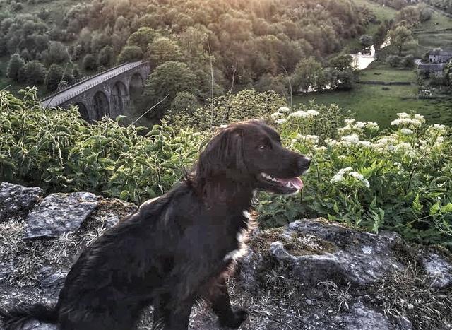 Dog Walking at Monsal Head