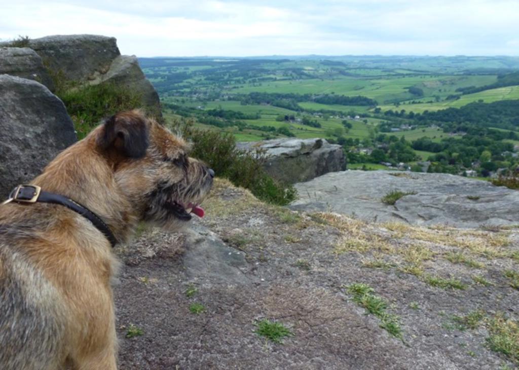 Dog Friendly Holidays in the Peak